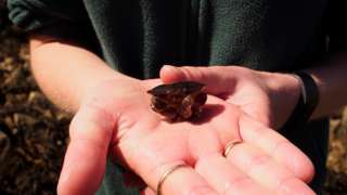 A small crab in the palm of a hand