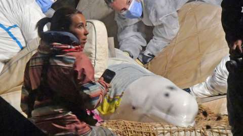 Beluga whale during rescue operation