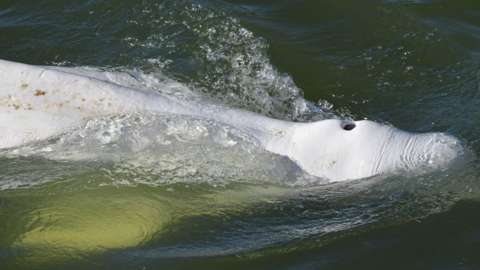 Image shows Beluga whale
