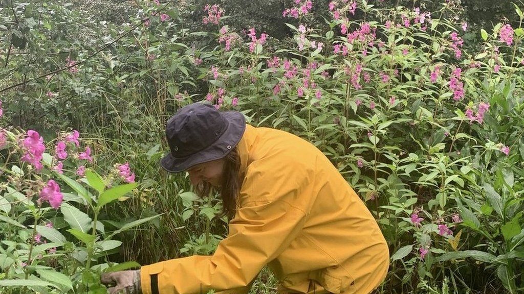 A volunteers pulls up Himalayan Balsam