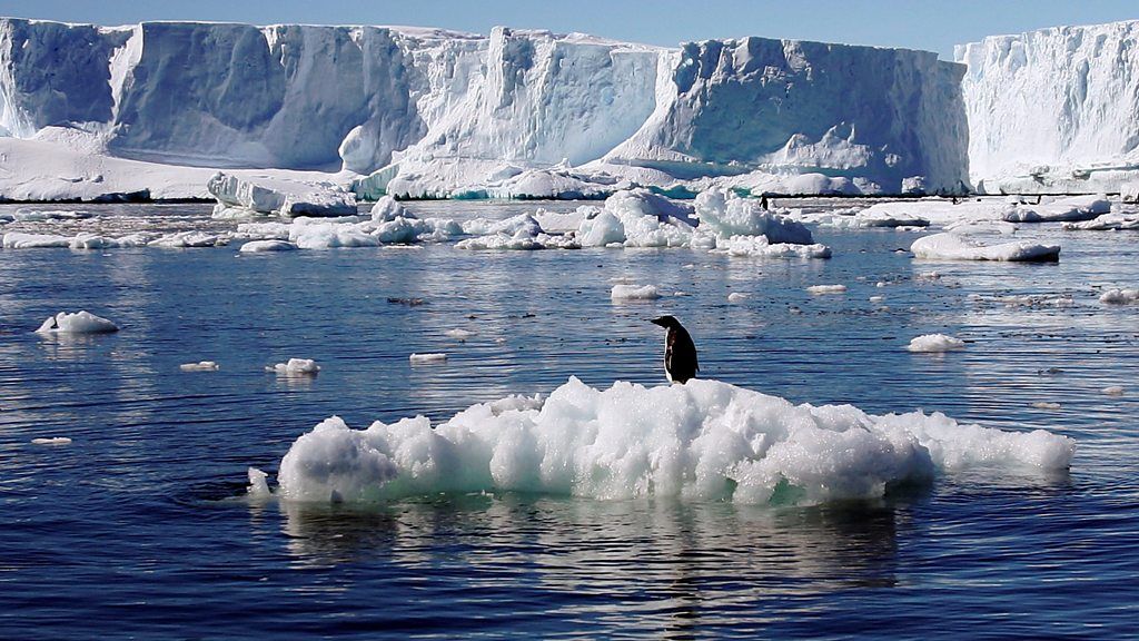 Penguin on melting ice block