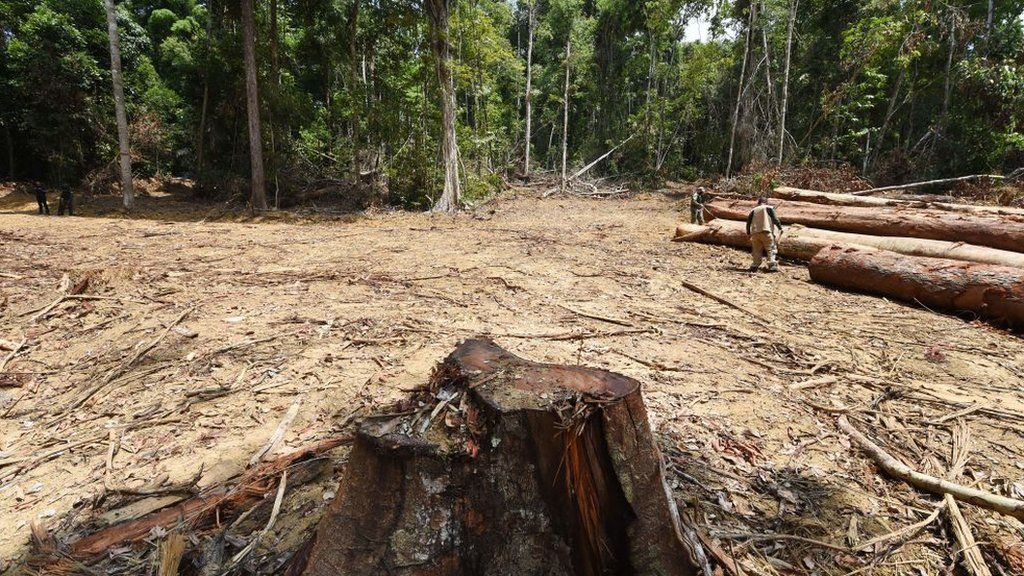 Officials from Para State, northern Brazil, inspect a deforested area in the Amazon rain forest during surveillance in the municipality of Pacaja, 620 km from the capital Belem, on September 22, 2021