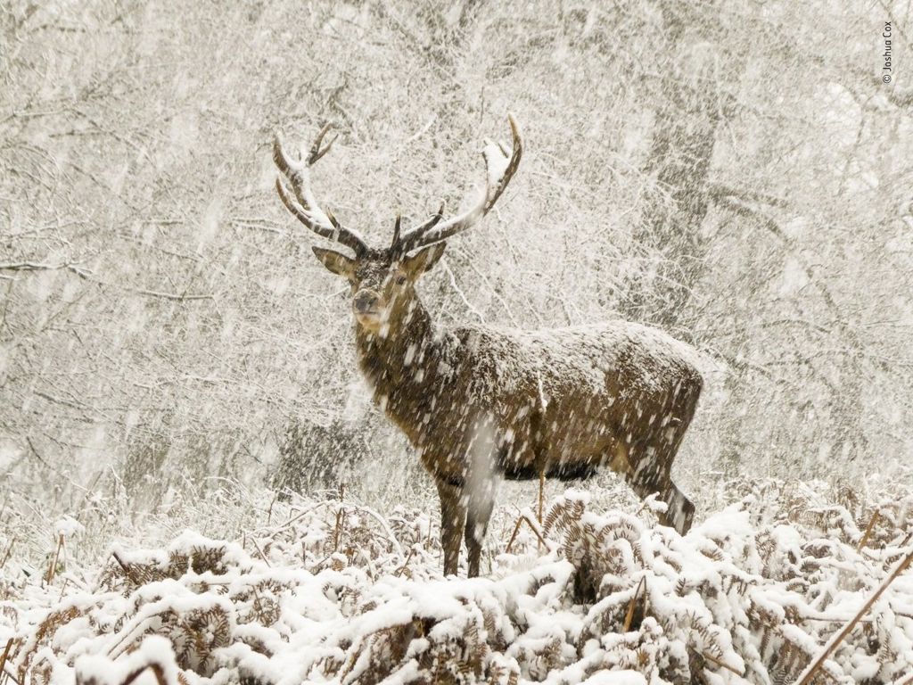 stag-in-the-snow.