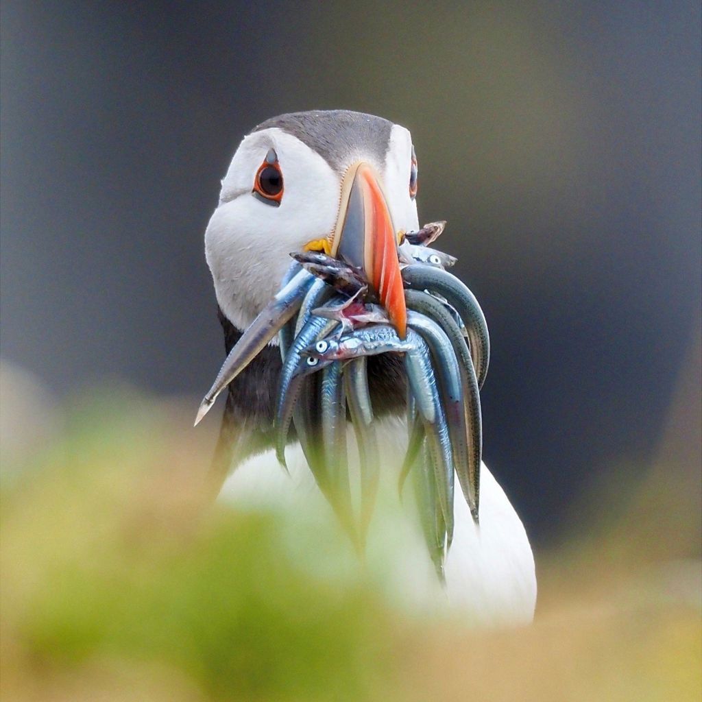 Puffin