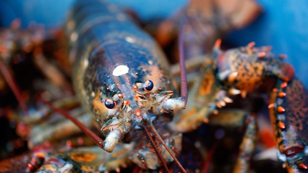 Lobster fishermen and traders in Maine have become the victims of an intensifying trade war between Donald Trump's administration and China.