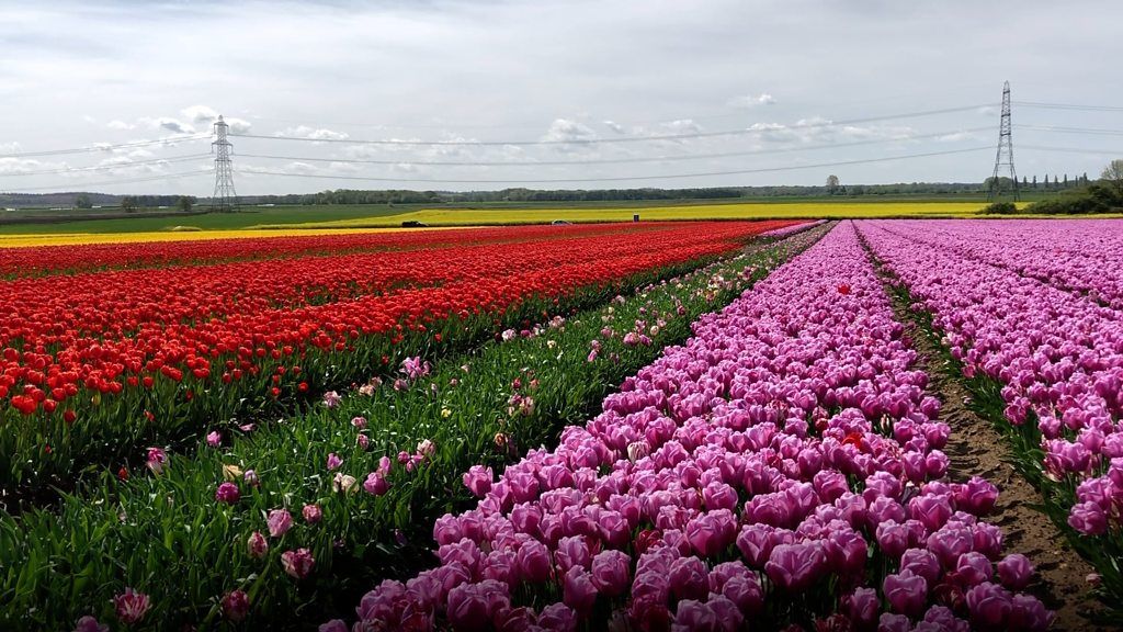 Tulips in west Norfolk