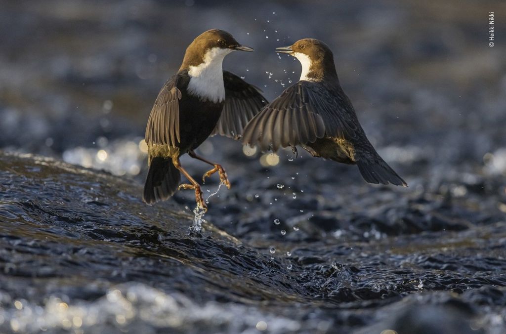 two-dippers-fighting.