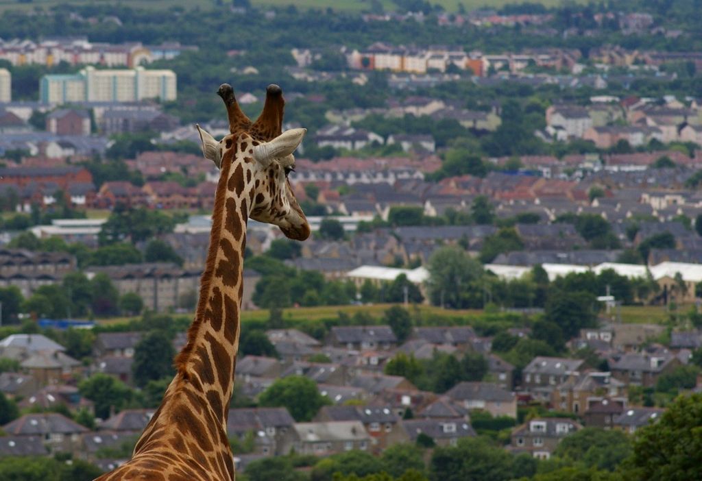 Edinburgh giraffe