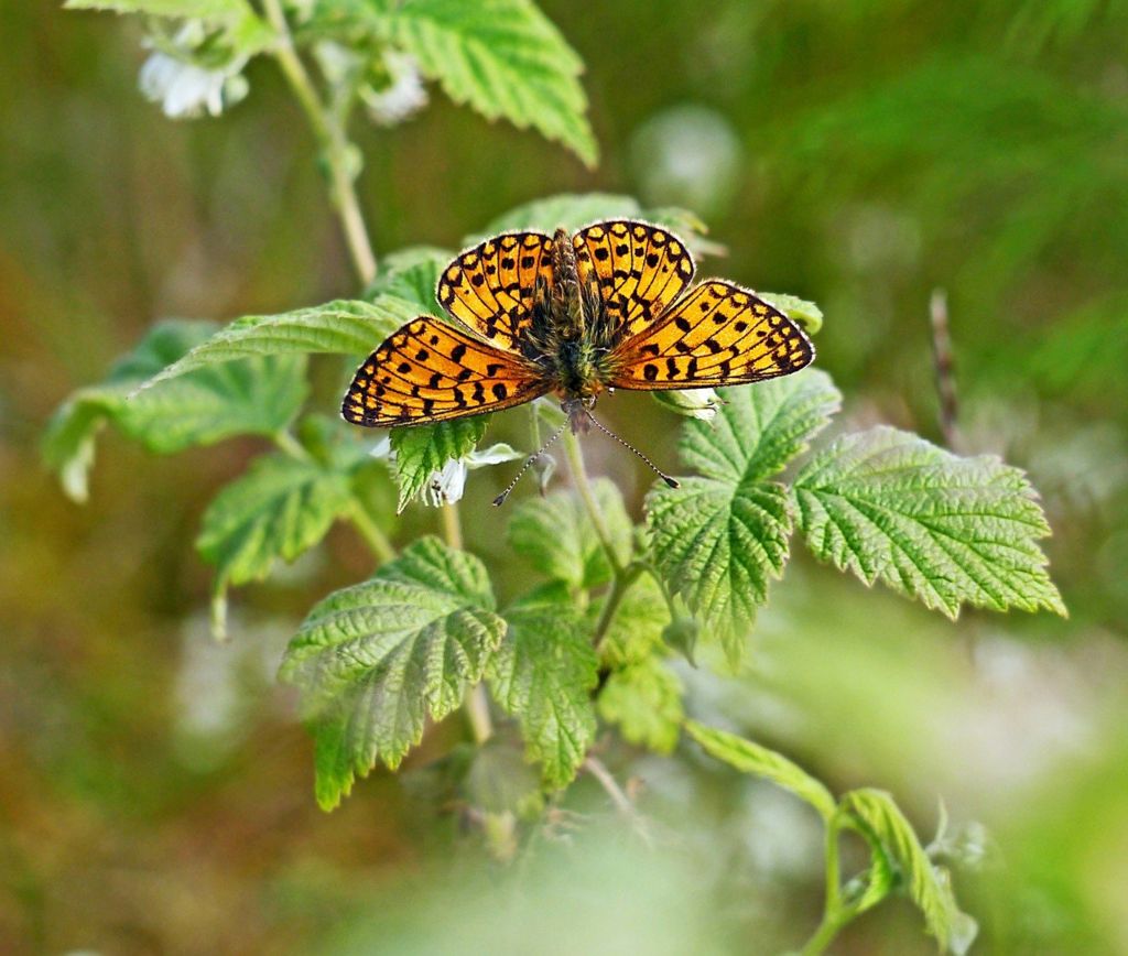Small Pearl Bordered Fritillary Butterfly