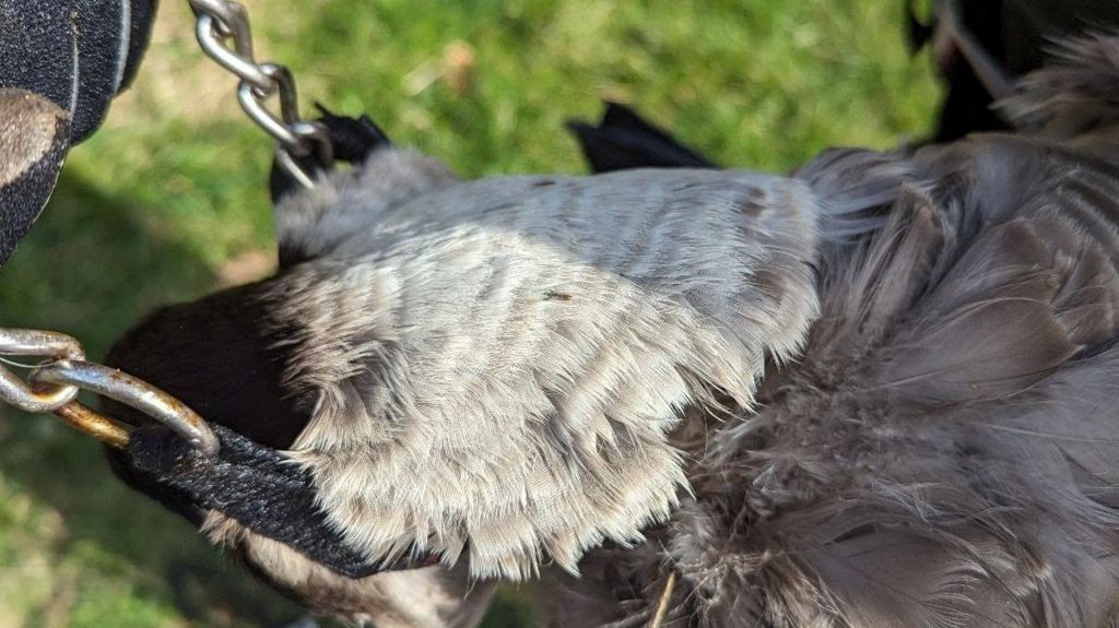 A Canadian Goose with a dog chain around its neck