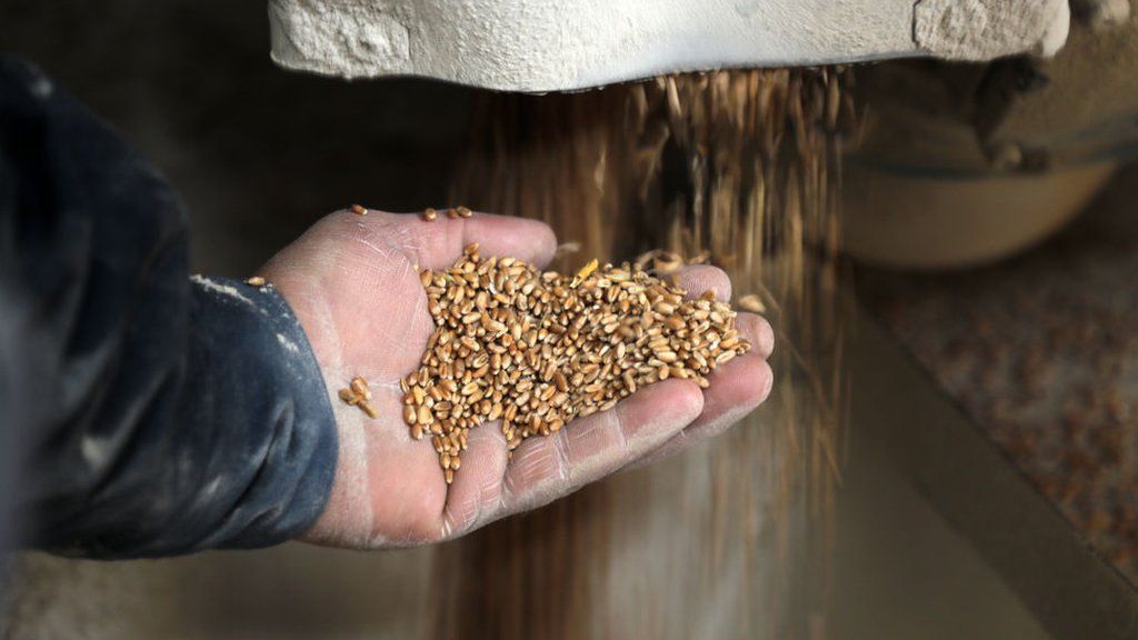 Wheat mill worker holding grains in a Gaza mill