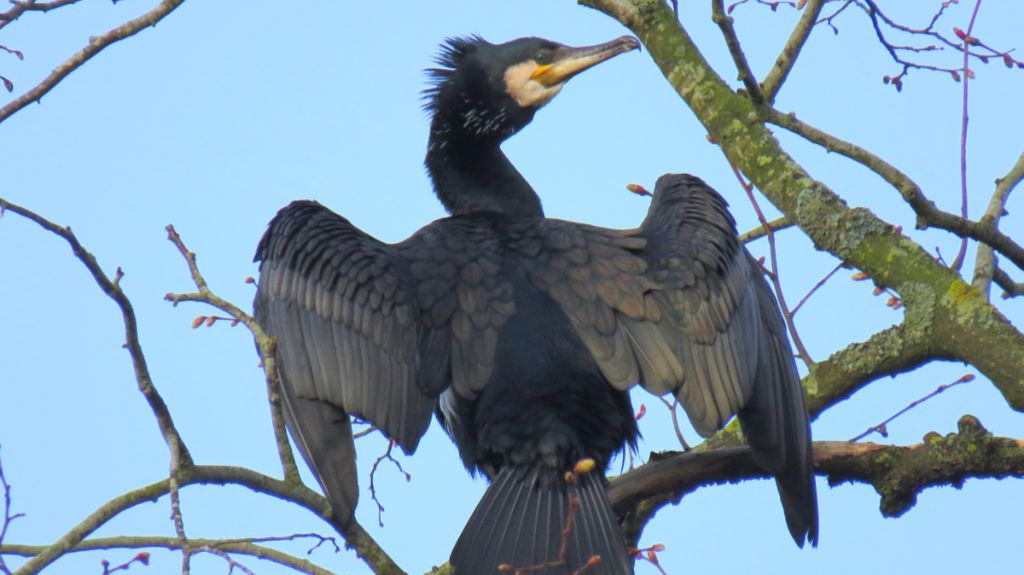 Weather Watcher Lucie Johnson spotted this stunning cormorant in a tree in Wolvercote