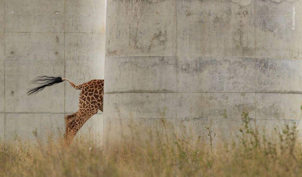 back-half-of-a-giraffe.
