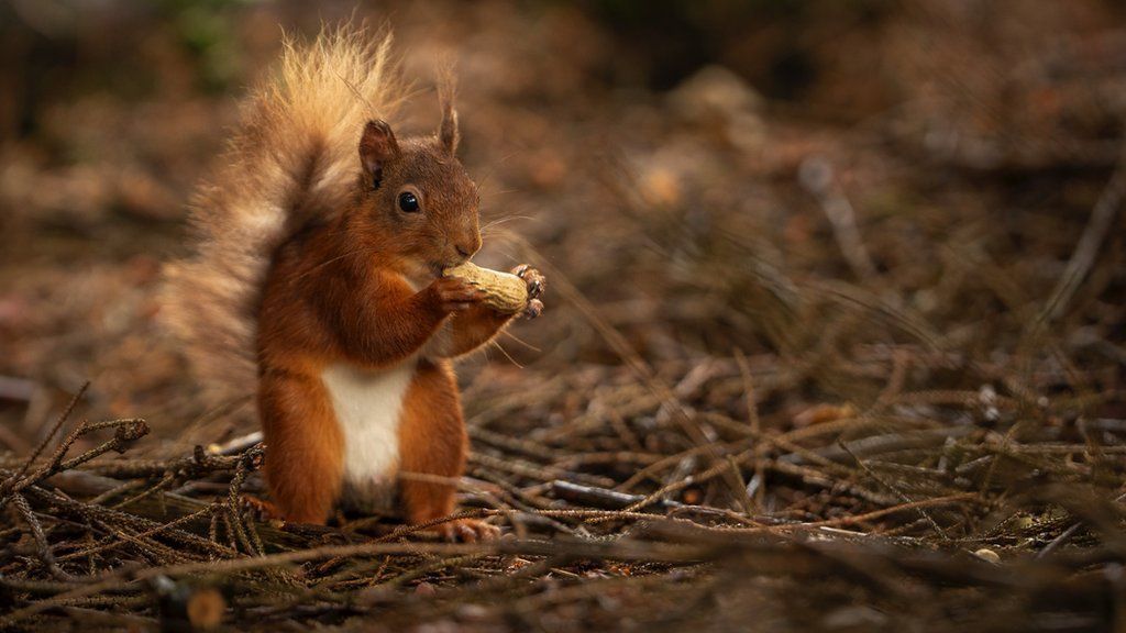 a red squirrel eating some corn in a forest