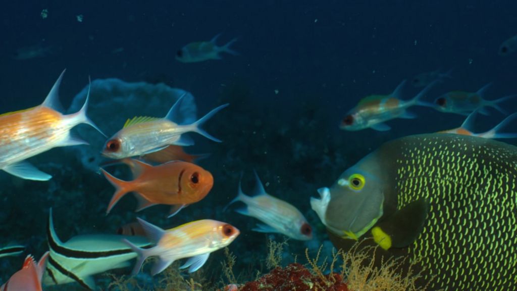 Fish swimming in the gloomy conditions of the reef