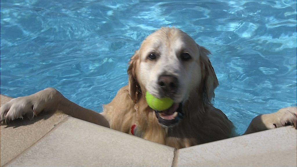 Dog at swimming pool