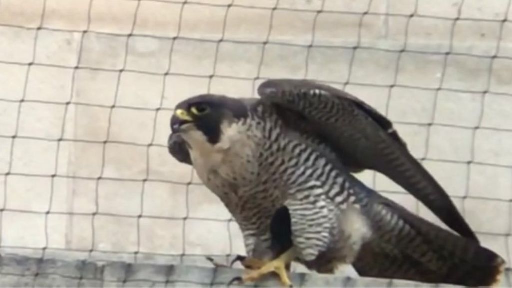 A peregrine in Leeds