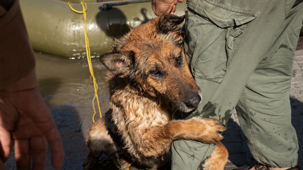 A dog rescued from the flood clings to its rescuer's leg