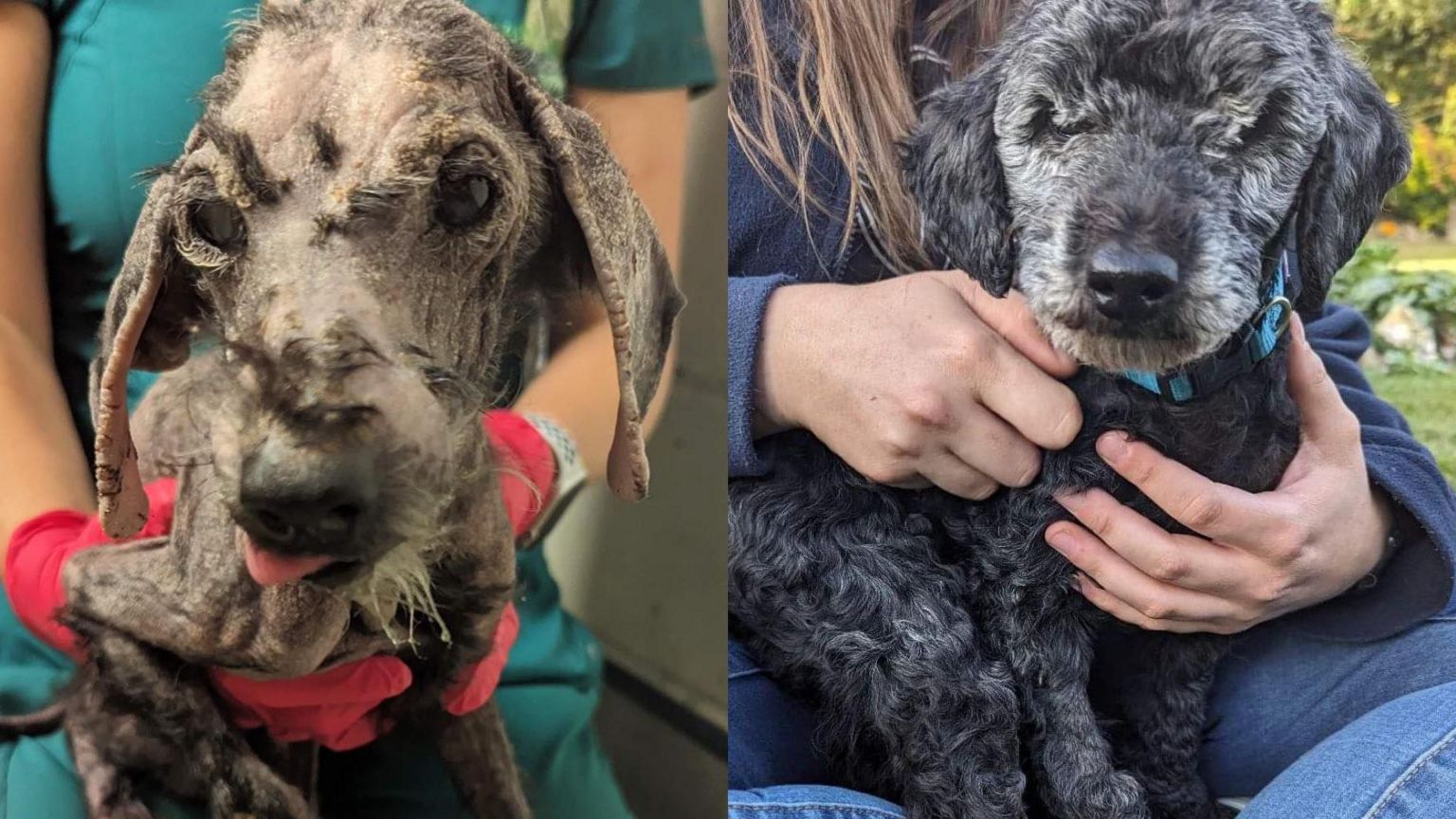 Two dogs abandoned by the RSPCA