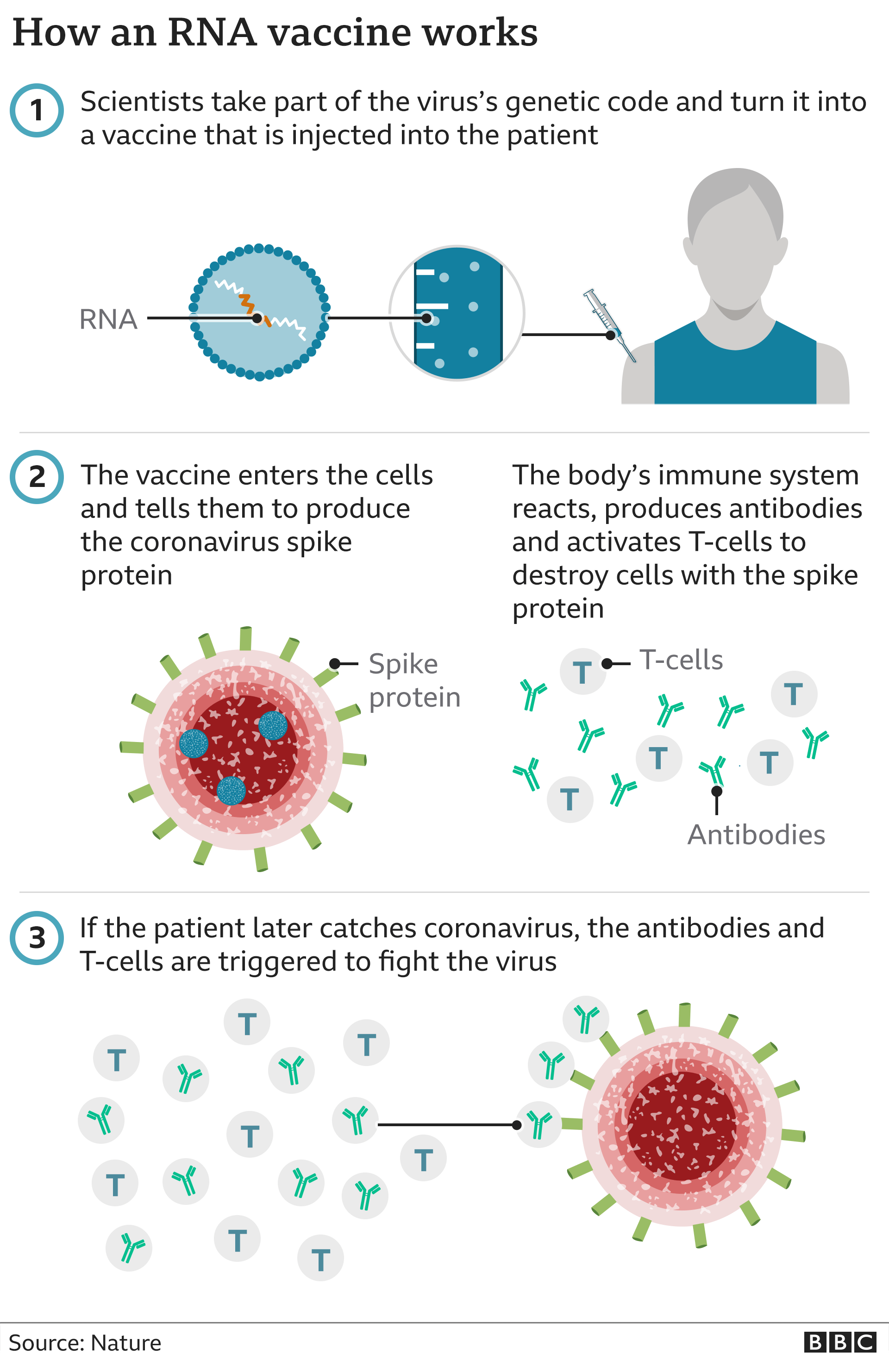 Graphic showing how the vaccine works. 1. Scientists take part of the virus's genetic code and coat it in a fat so it can enter the body's cells 2. The vaccine enters cells and tells them to produce the coronavirus spike protein. The body's immune system reacts and produces antibodies and activates T-cells to destroy them 3. If the patient later catches coronavirus, the antibodies and T-cells are triggered to fight the virus
