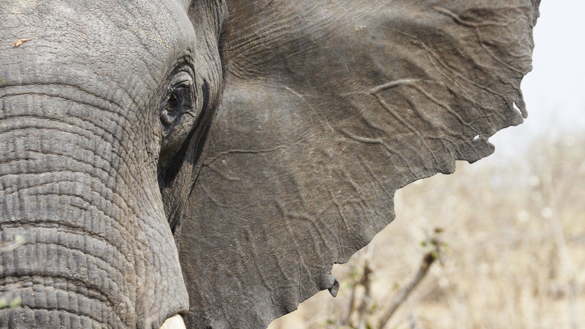 Close up image of face of an African elephant