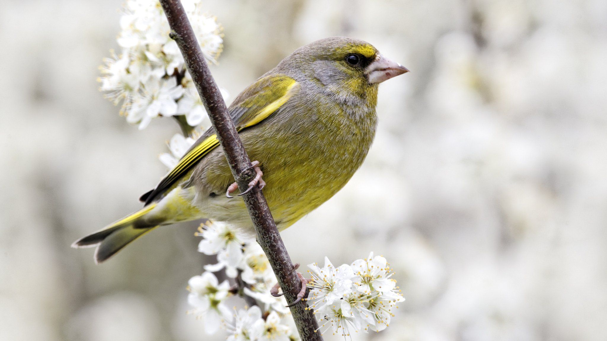 greenfinch on branch with blossoms