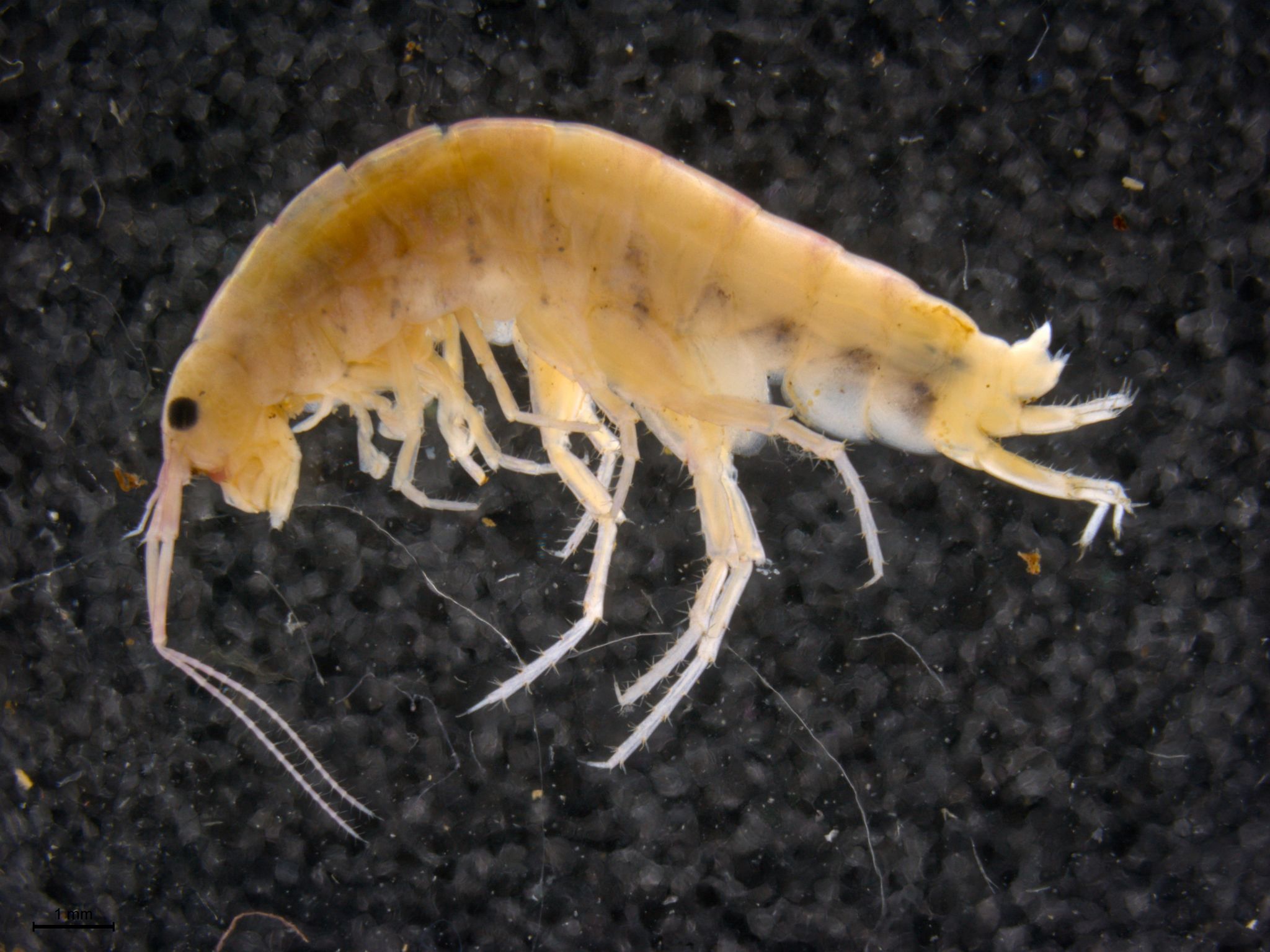 New species of shrimp