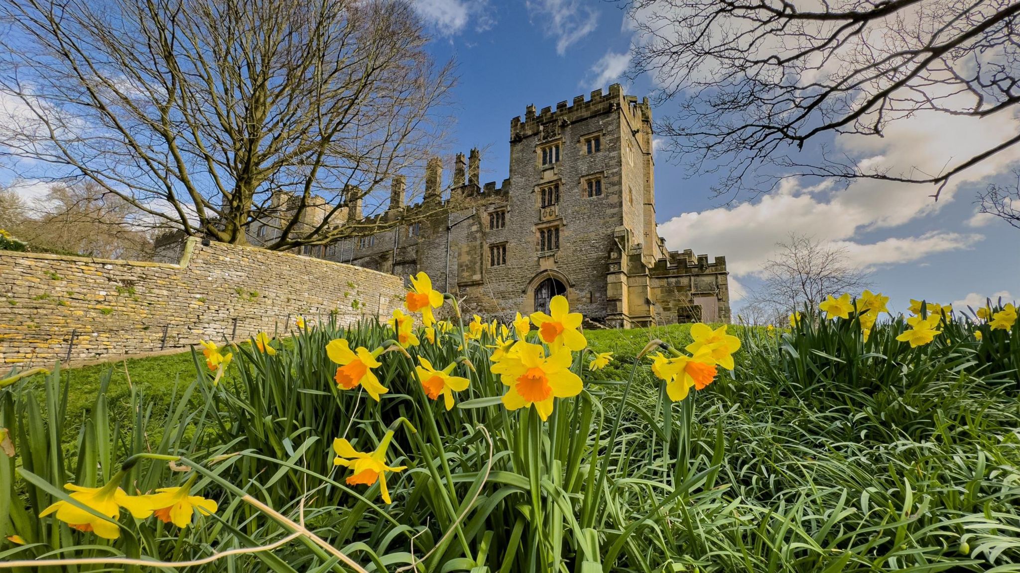 Daffodils in a churchyard with church in the background.  