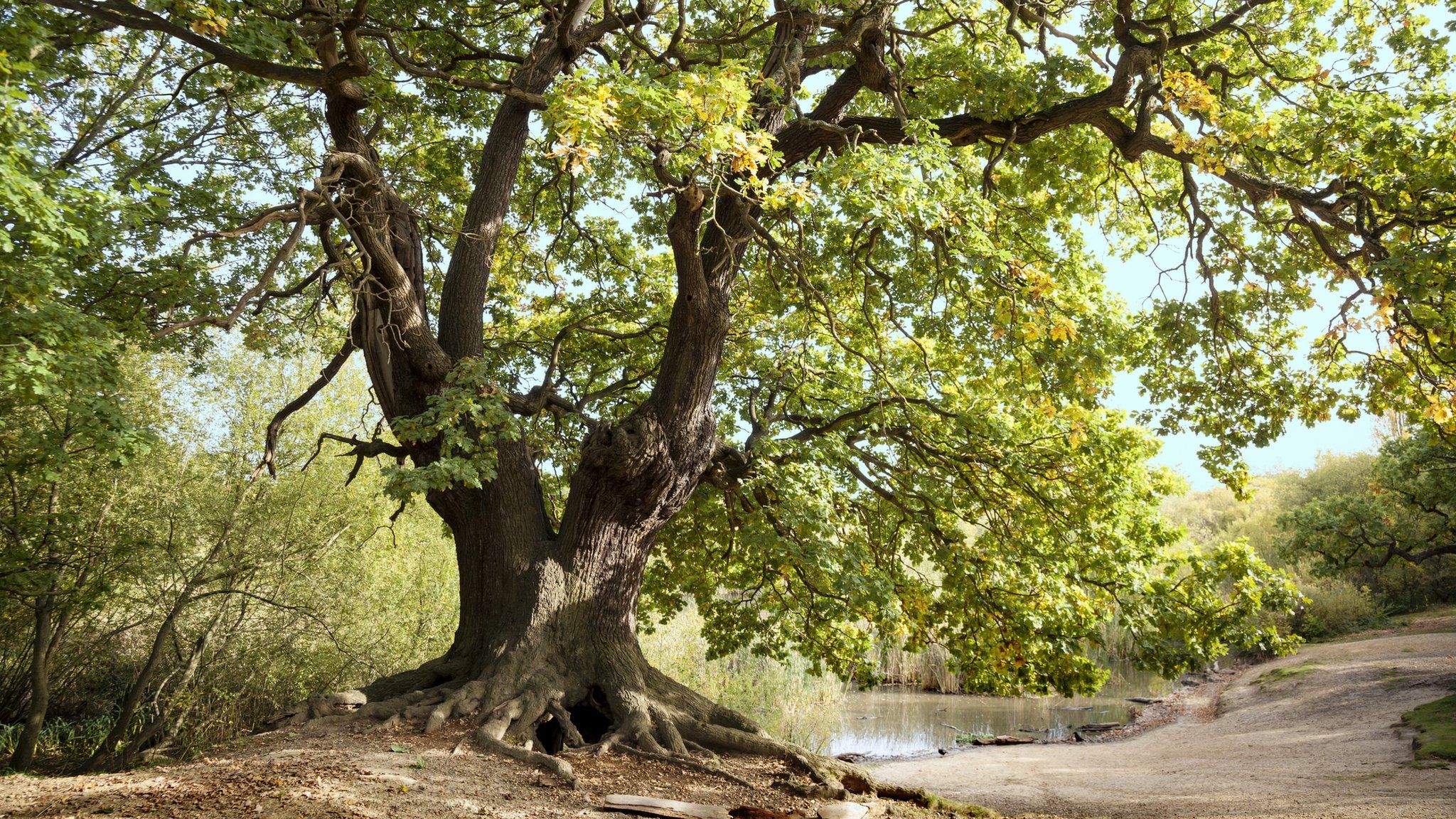 Ancient oak in Essex