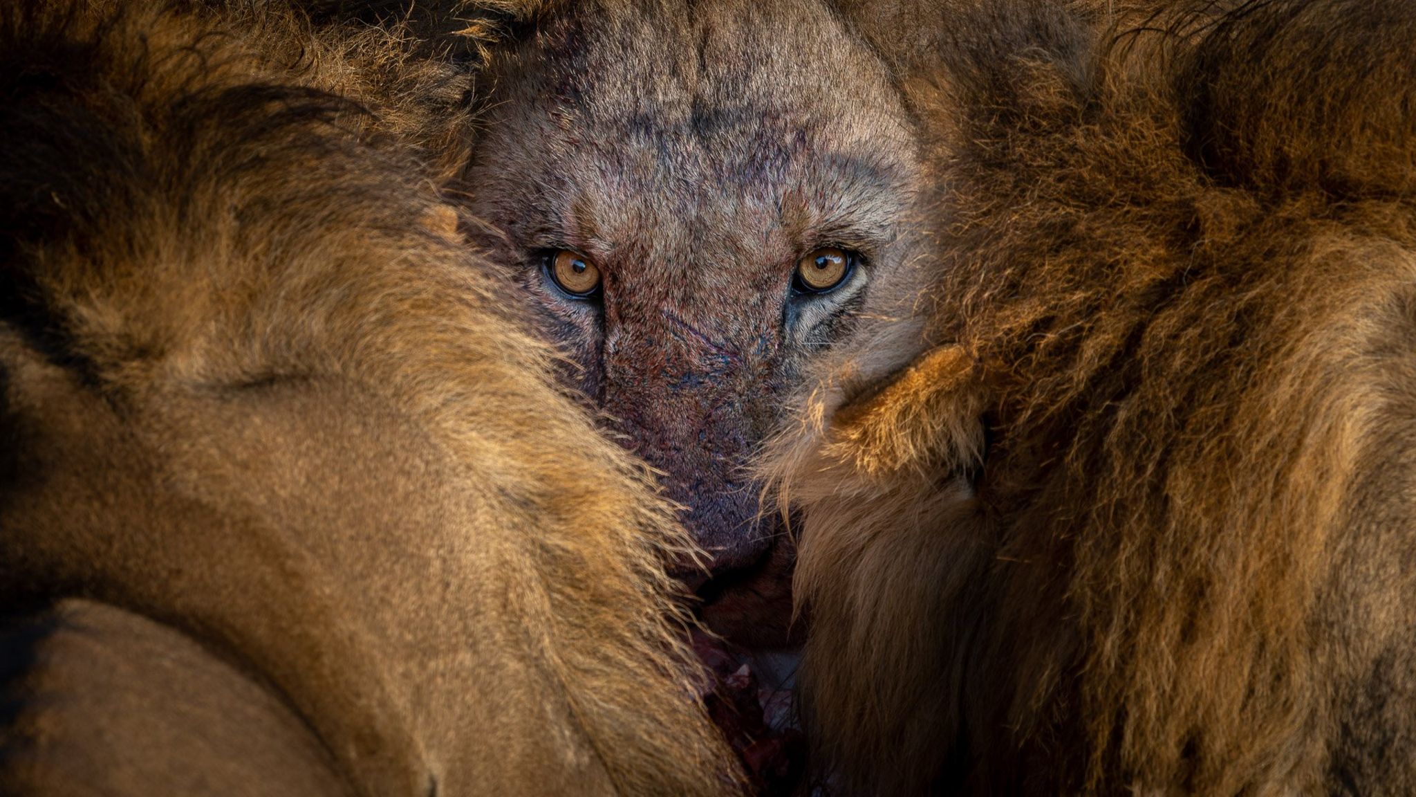 A lion's face, Moremi, Okavango Delta, Botswana.