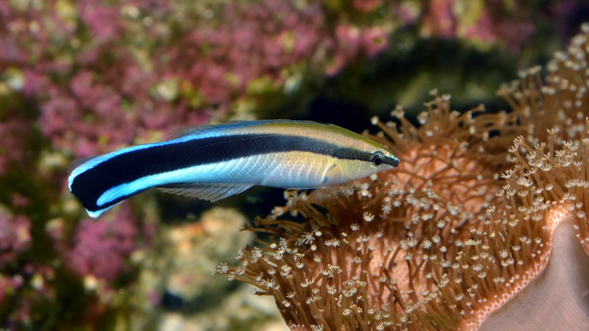 Cleaner wrasse fish