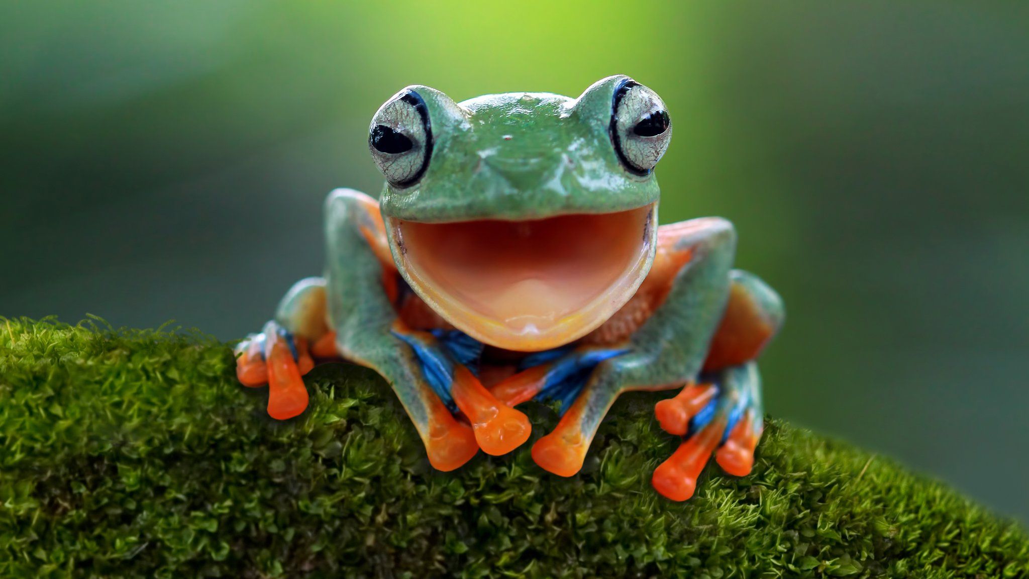Frog smiling