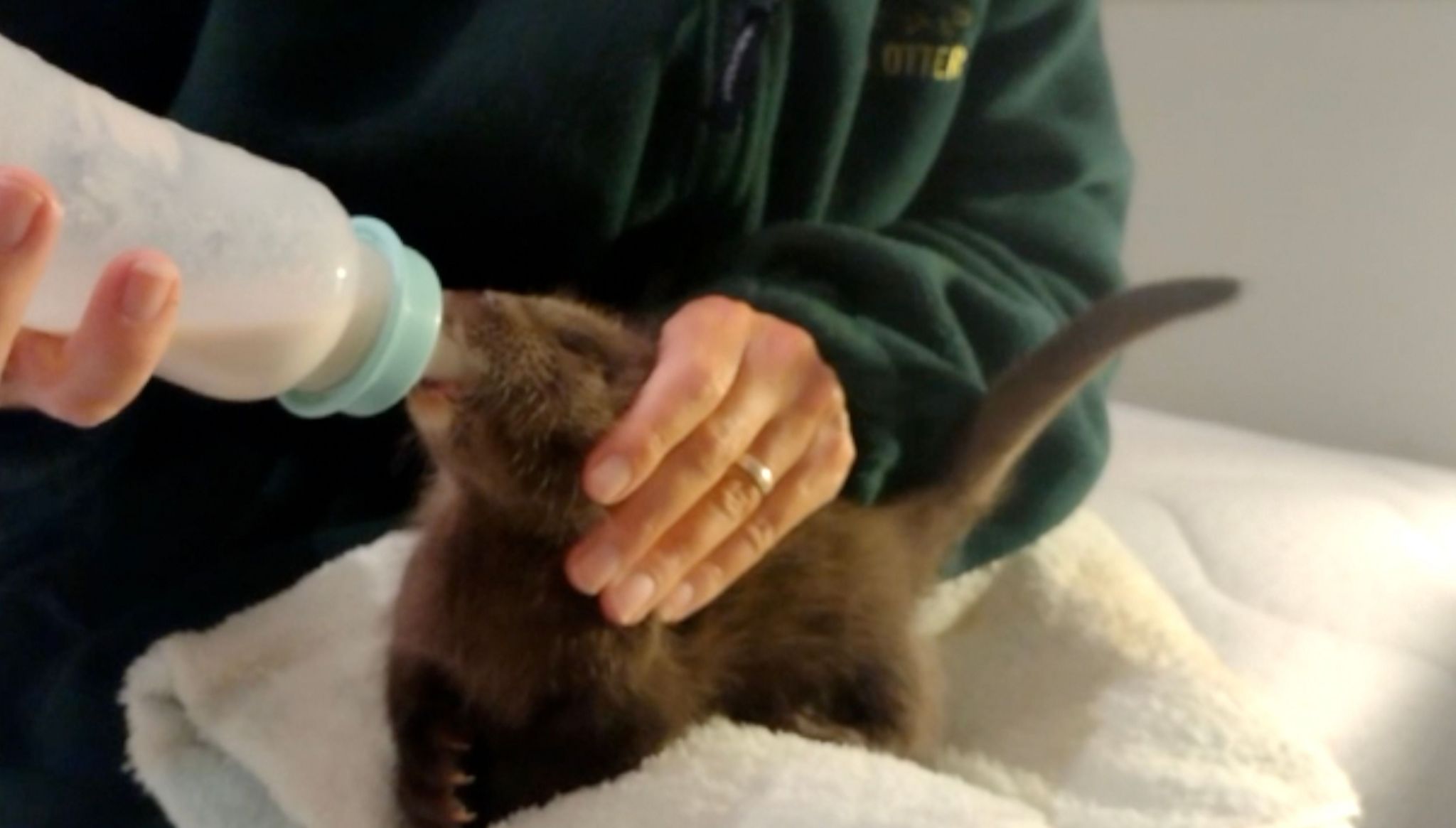 An otter cub being fed