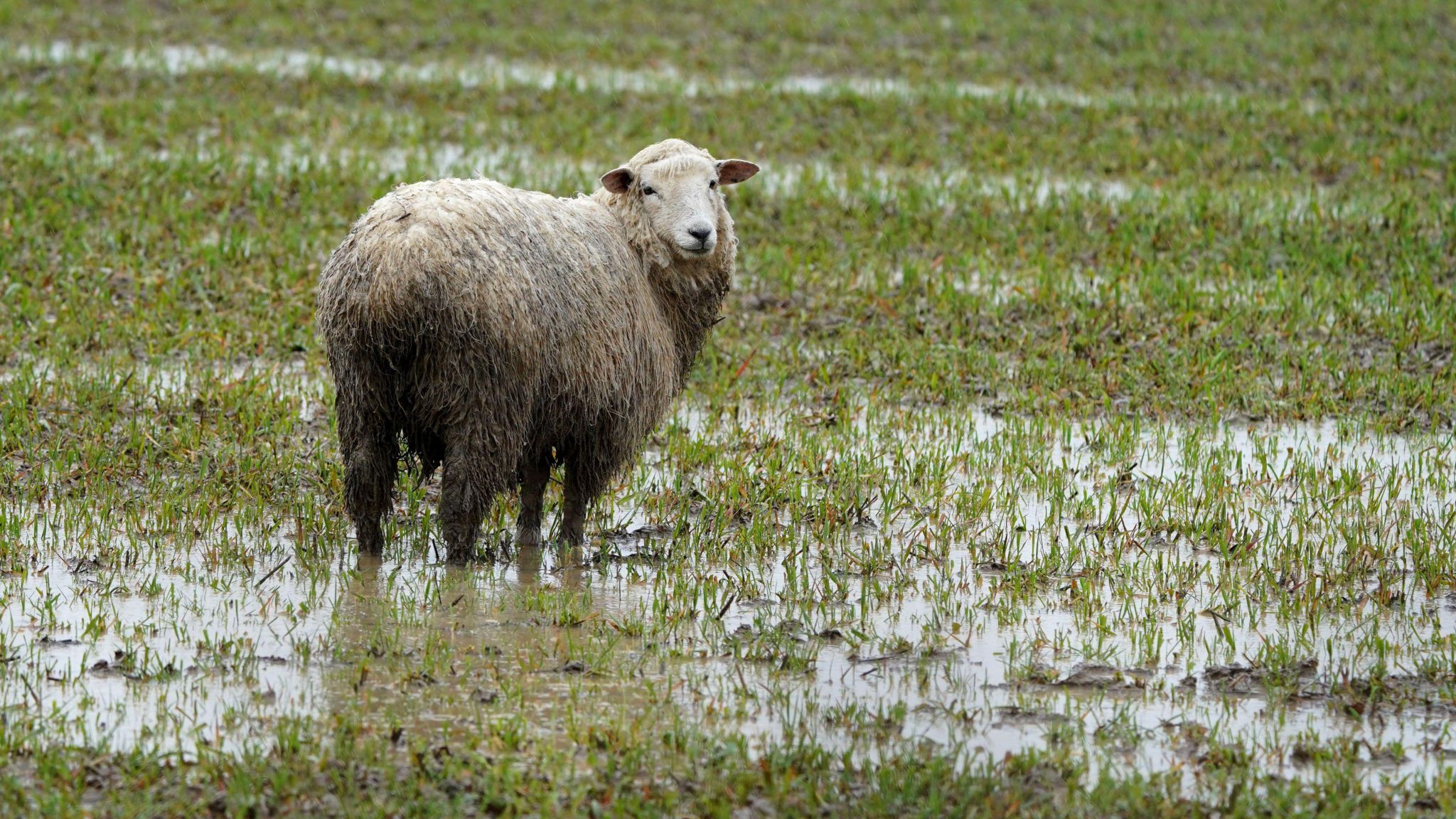A wet and muddy sheep stands in a flooded field