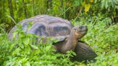 галапагосская черепаха