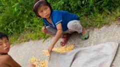 Дети собирают кукурузу