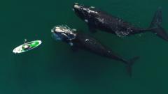 Неожиданная встреча двух китов и девушки на сап-борде