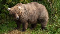 Fat bear