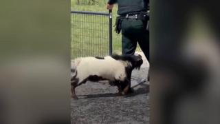 Goat attacking officer