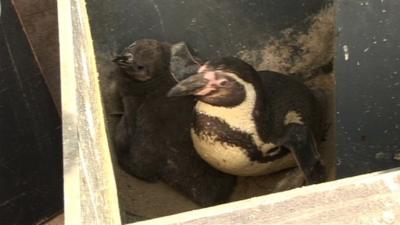 Penguin chick at Scarborough Sea Life Centre