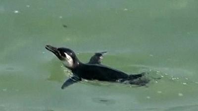 Stranded penguins undergo rehab in Rio