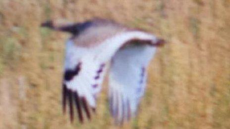 Little bustard