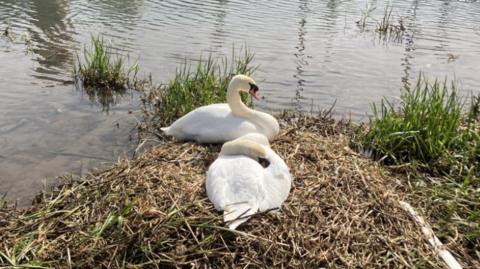 swans on their nest