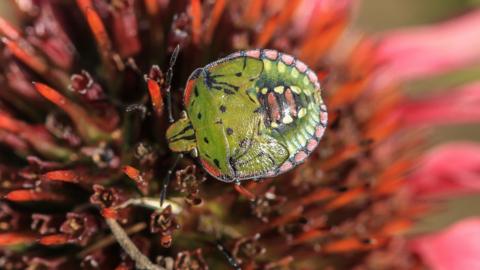 A close-up photograph of a shield bug