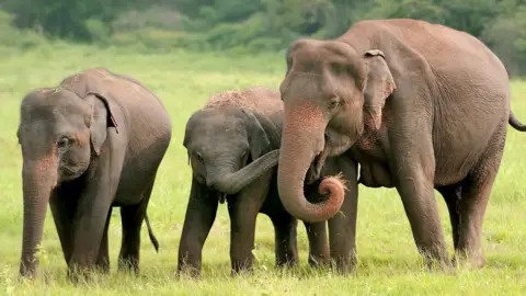 Three Asian elephants in Bangladesh