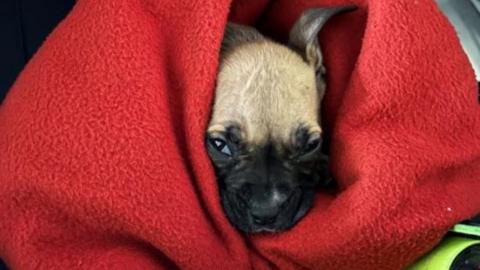 A puppy wrapped in a blanket