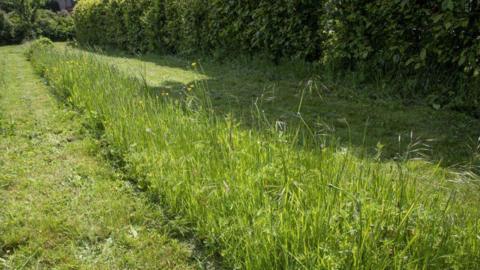 A lawn left partially unmown