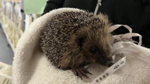 A hedgehog held in a towel following an injury