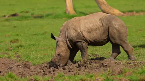 Baby rhino digging into the ground