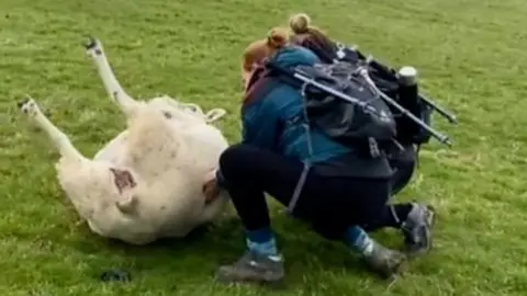 Hikers roll over the stricken sheep